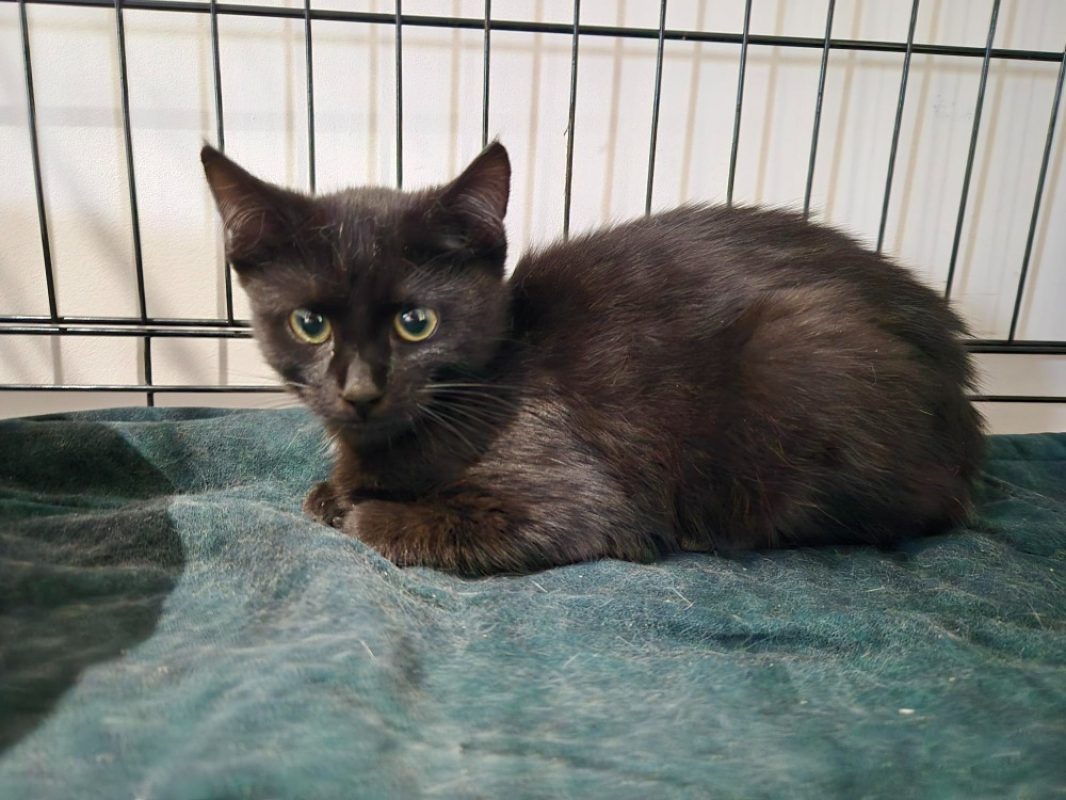 Blinis - Chat Européen à adopter