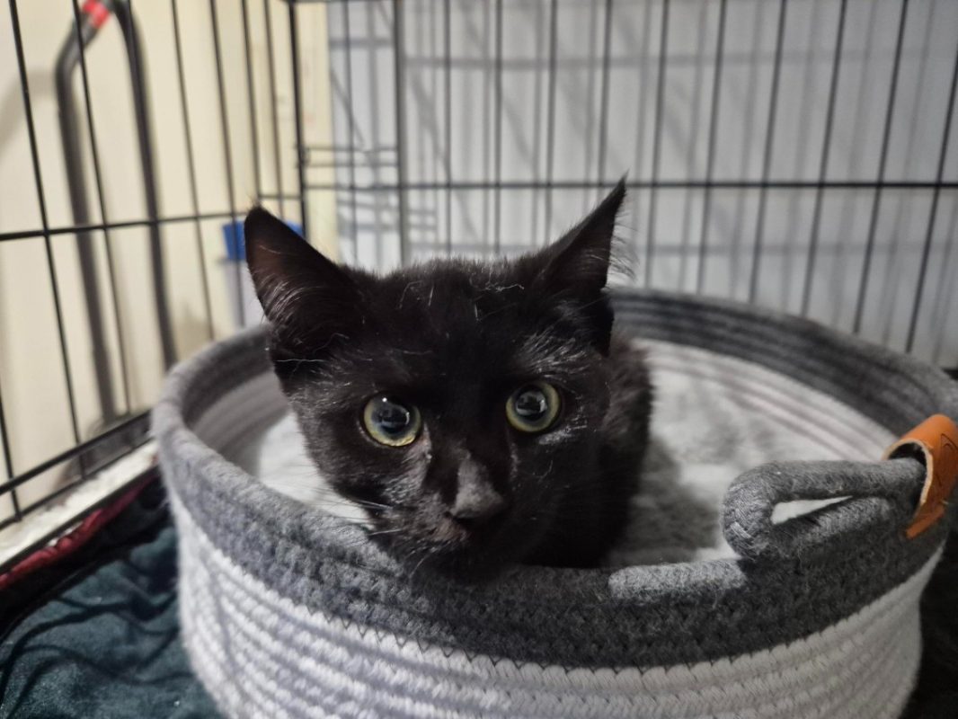 Blinis - Chat Européen à adopter - photo 2