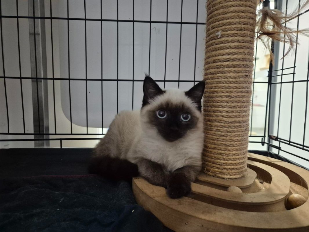 Bijoux - Chat Européen à adopter