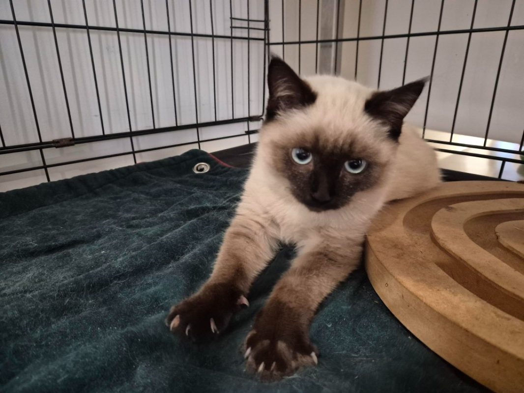 Bijoux - Chat Européen à adopter - photo 2