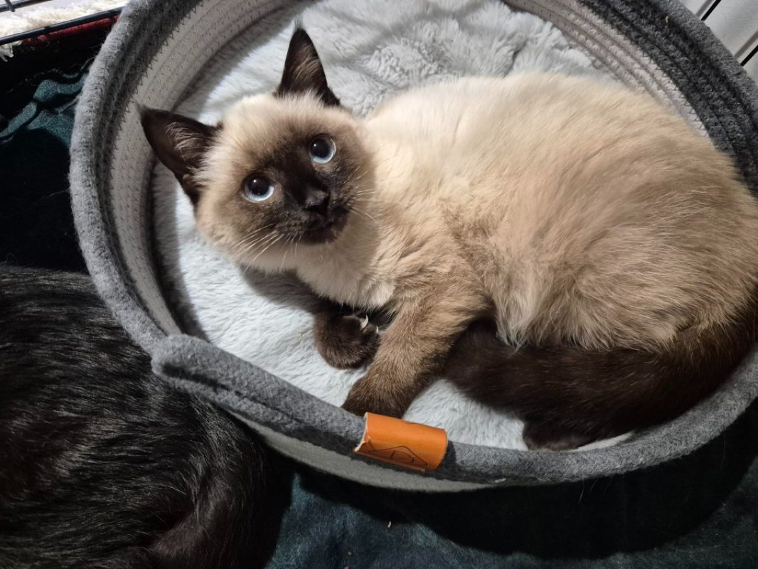 Bijoux - Chat Européen à adopter - photo 3
