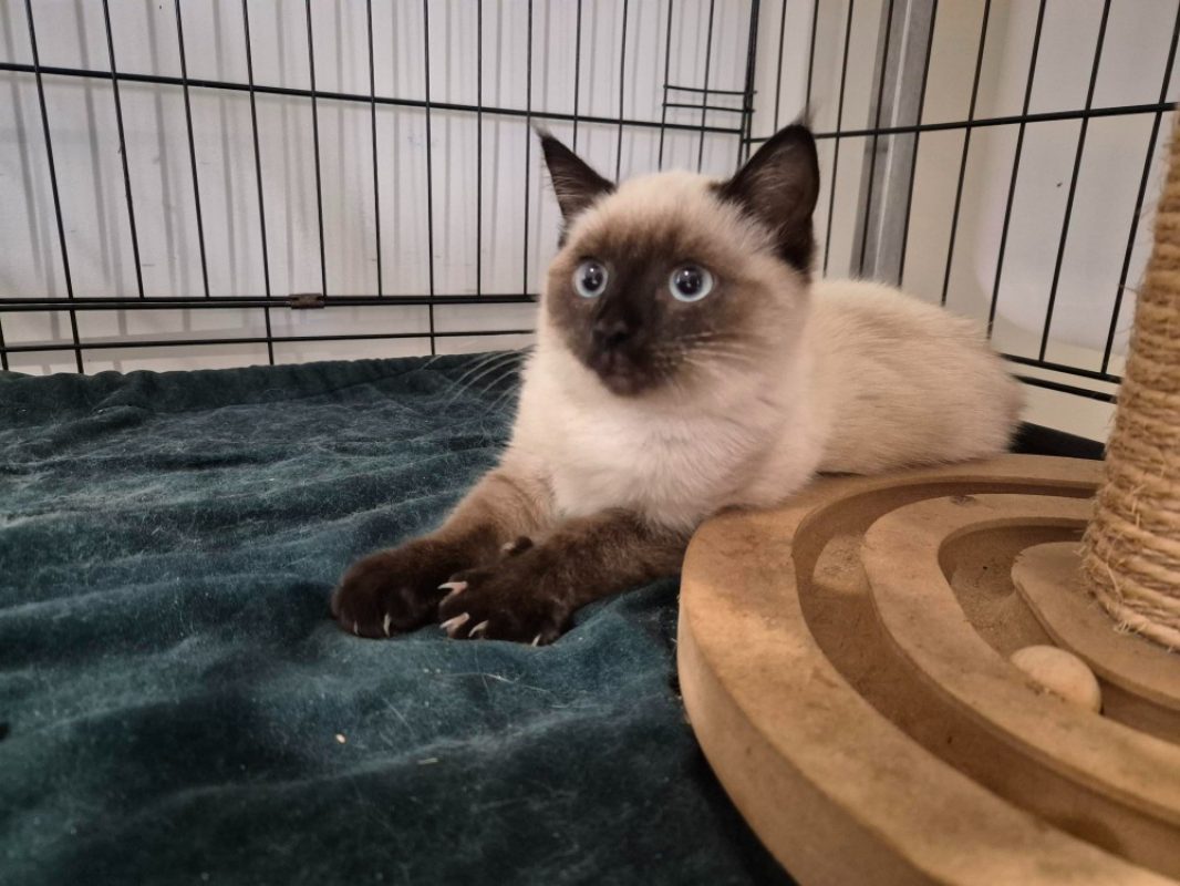 Bijoux - Chat Européen à adopter - photo 4