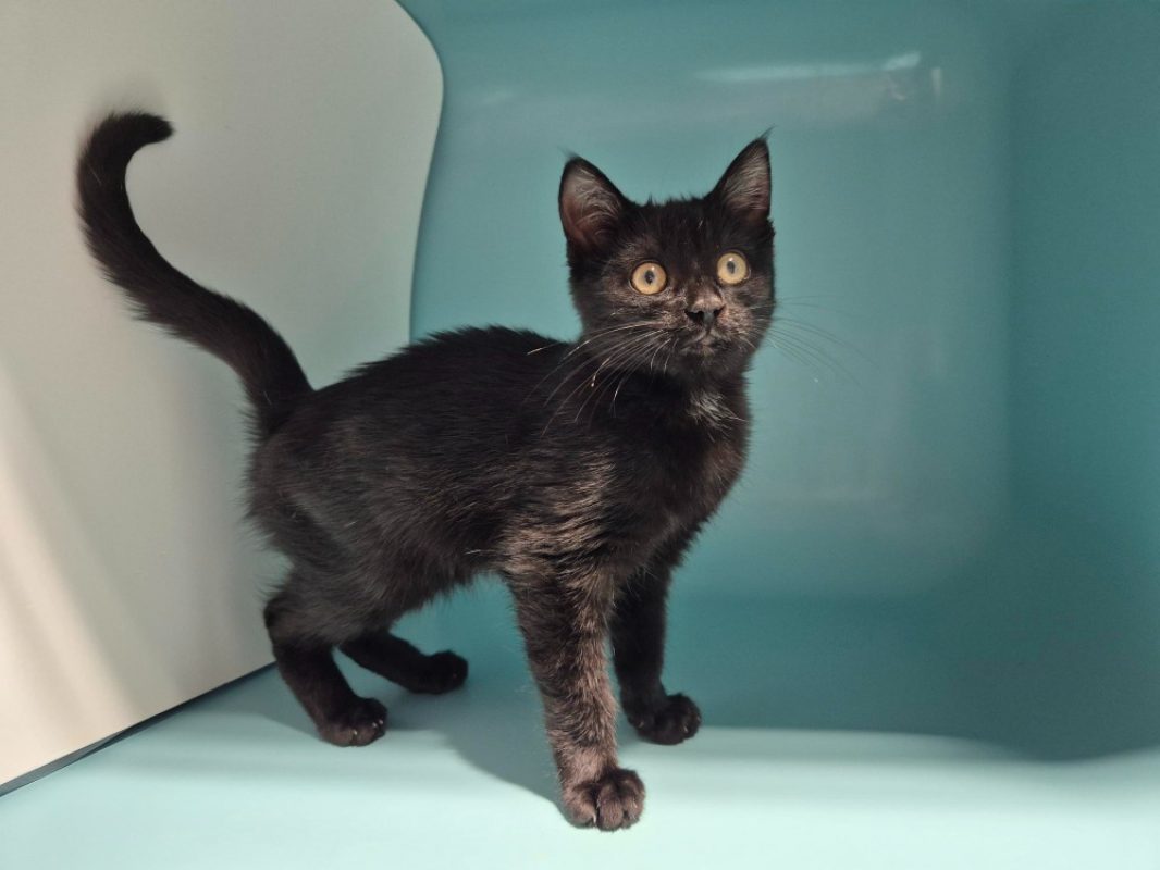 Barnie - Chat Européen à adopter