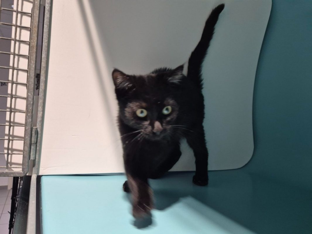 Barnie - Chat Européen à adopter - photo 3