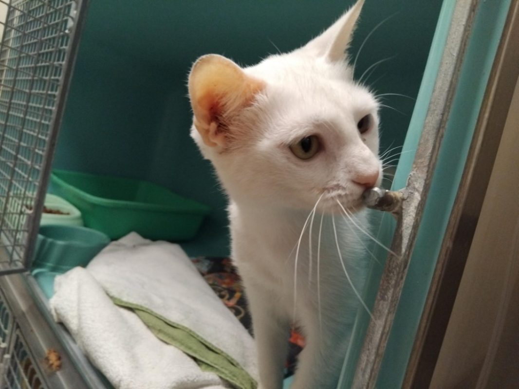 Hibiscus - Chat Européen à adopter