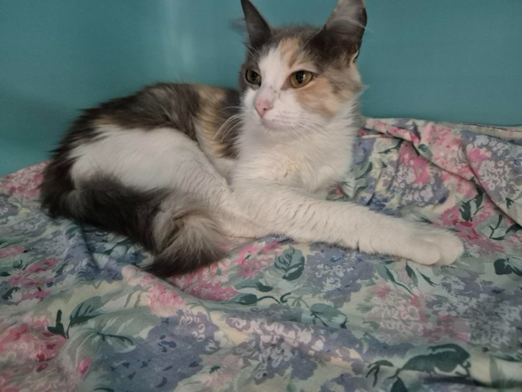 Iris - Chat Européen à adopter - photo 2