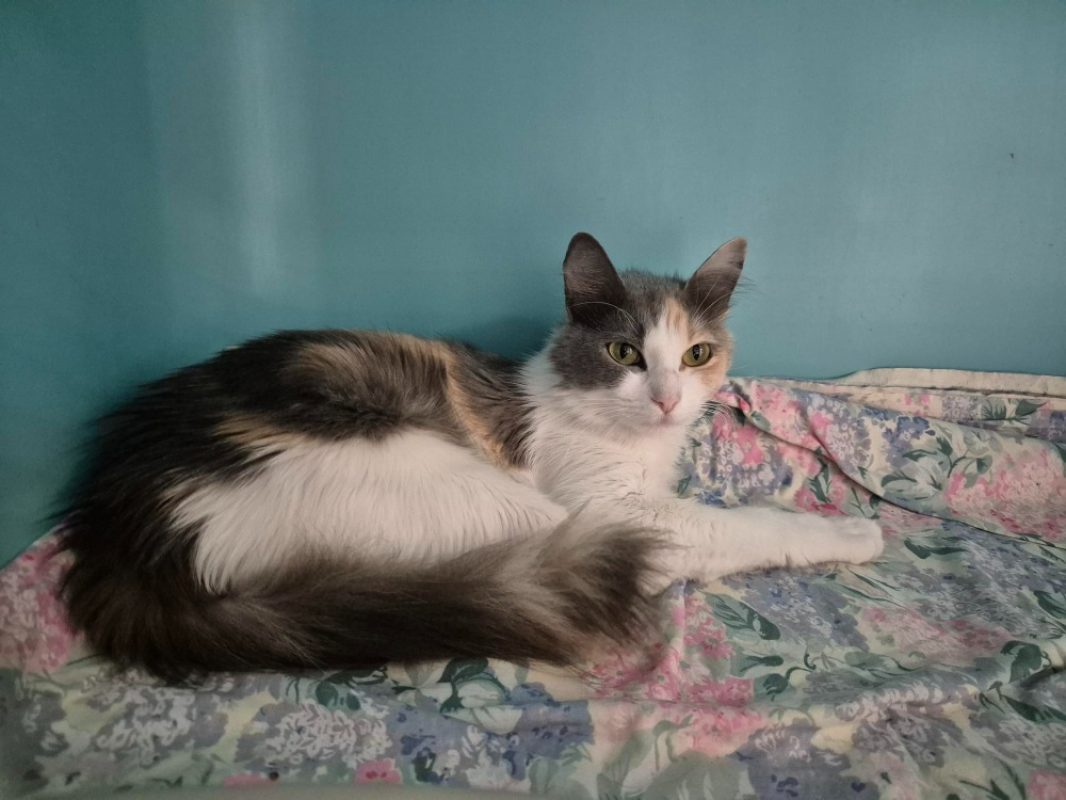 Iris - Chat Européen à adopter - photo 3