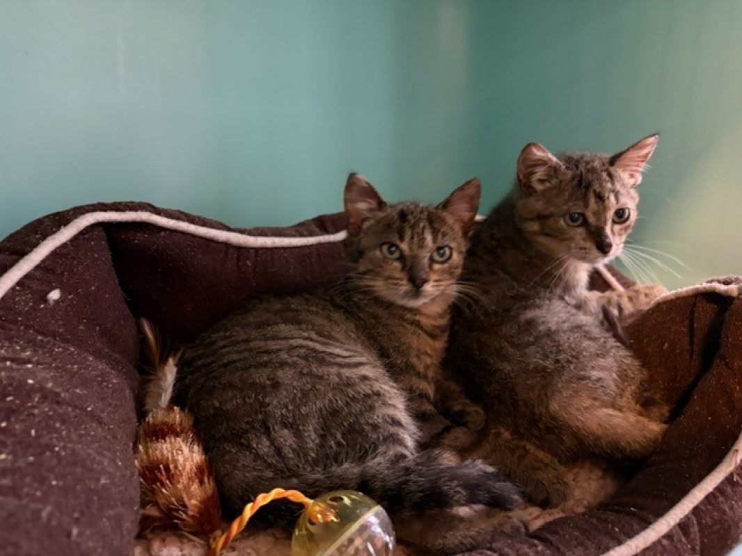 Laia - Chat Européen à adopter