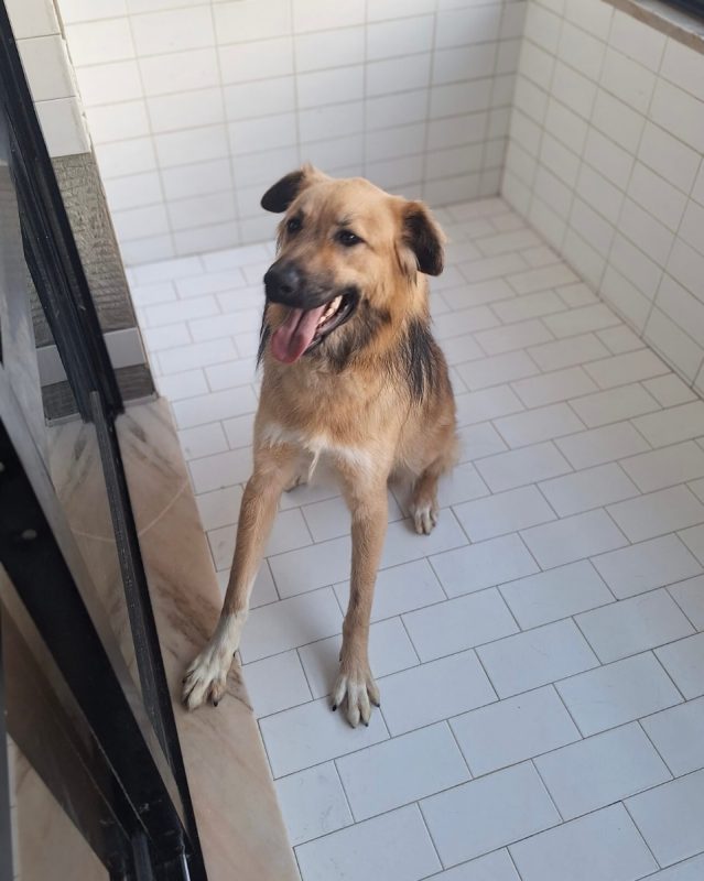 Kinder - Chien à adopter - photo 2