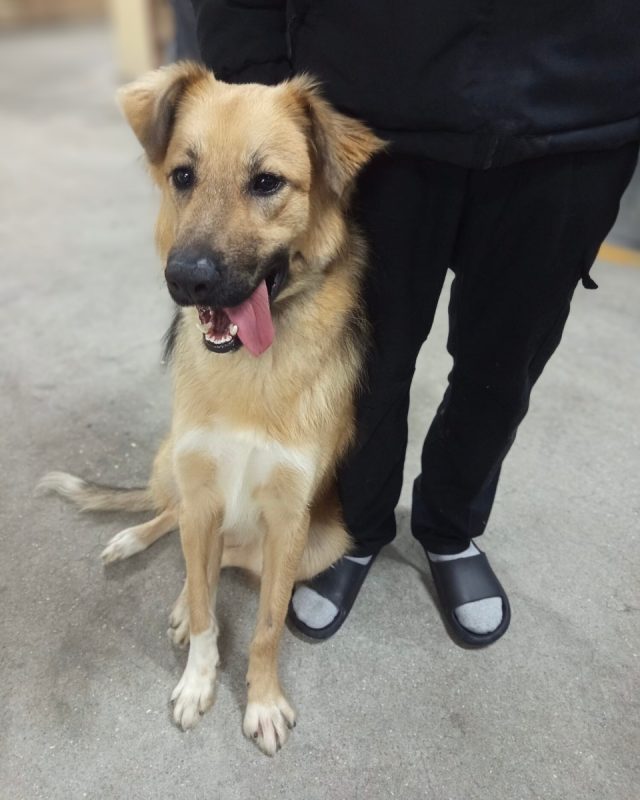 Kinder - Chien à adopter