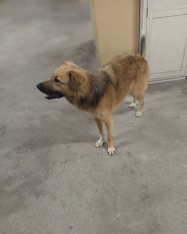Kinder - Chien à adopter - photo 3