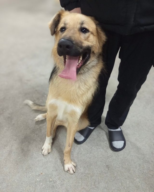 Kinder - Chien à adopter - photo 6