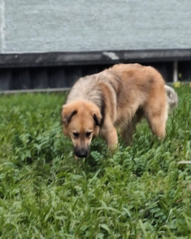 Kinder - Chien à adopter - photo 4
