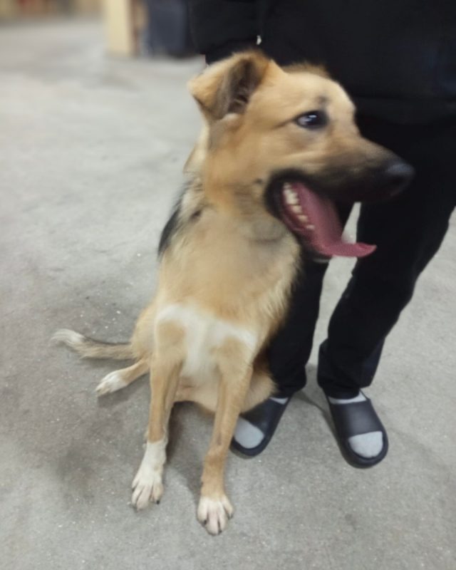 Kinder - Chien à adopter - photo 5