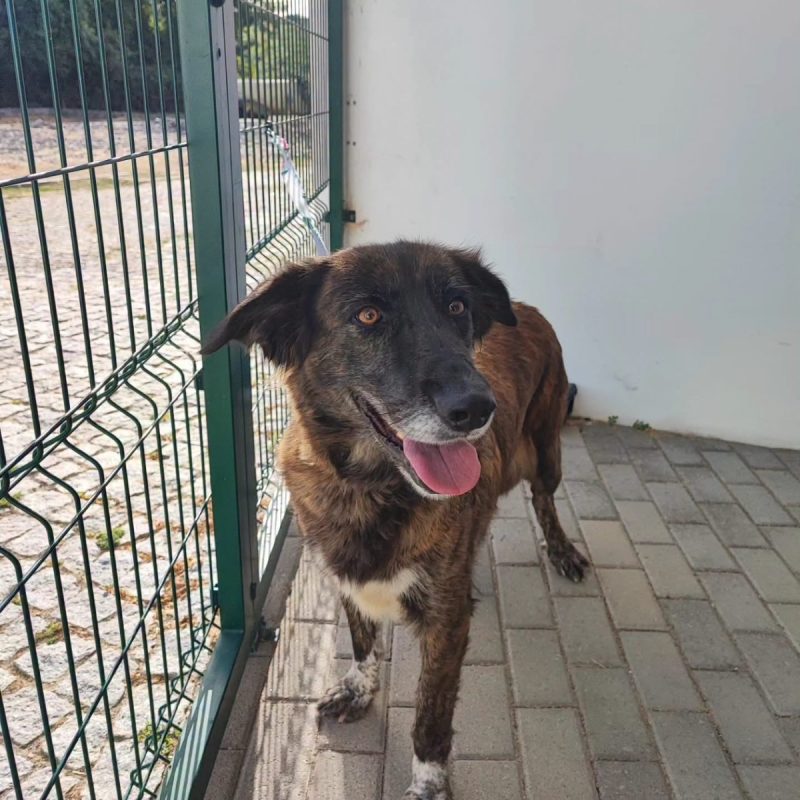 Vilma - Chien à adopter - photo 5
