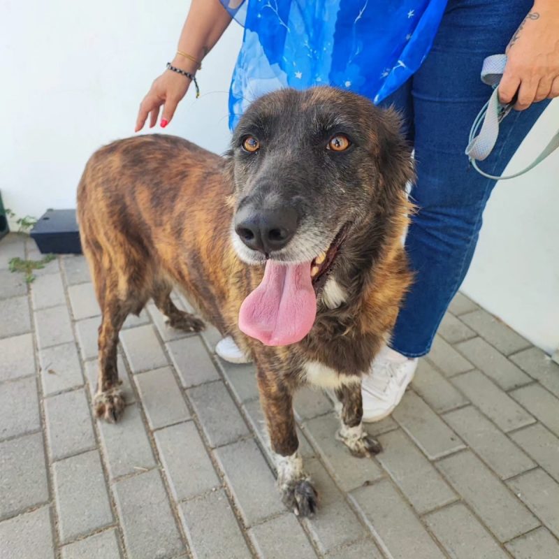 Vilma - Chien à adopter - photo 3
