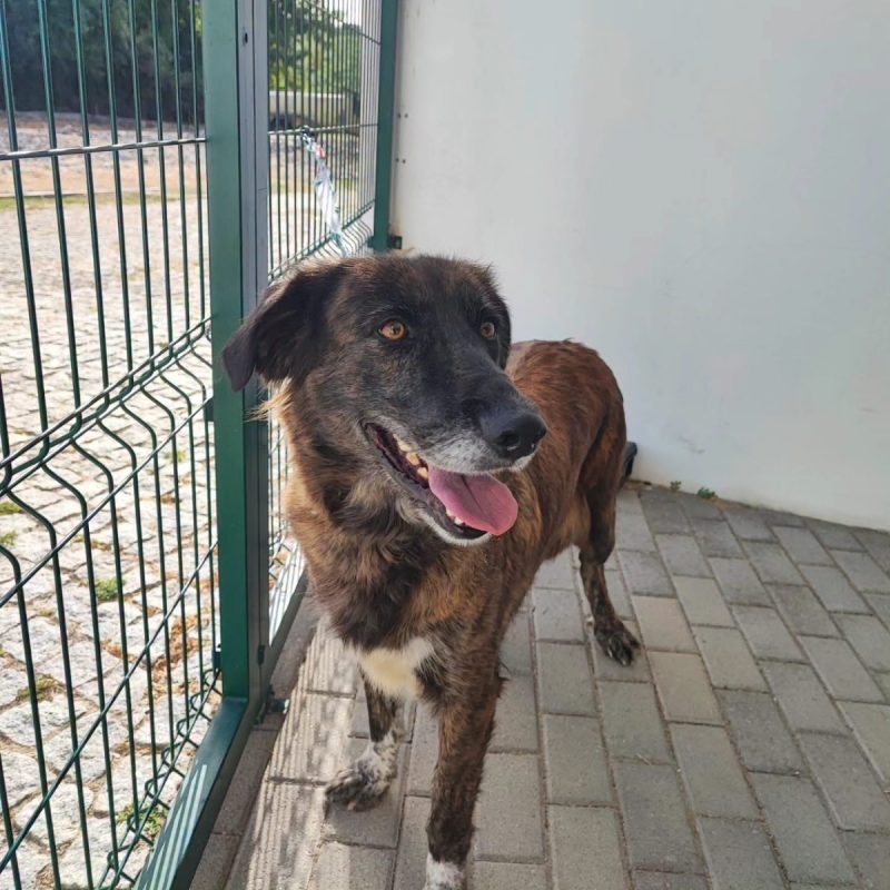 Vilma - Chien à adopter