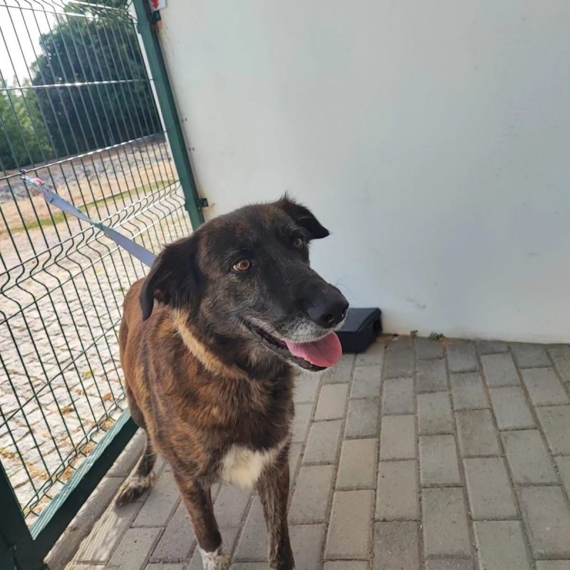Vilma - Chien à adopter - photo 2