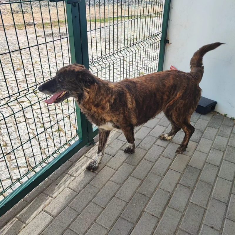 Vilma - Chien à adopter - photo 4