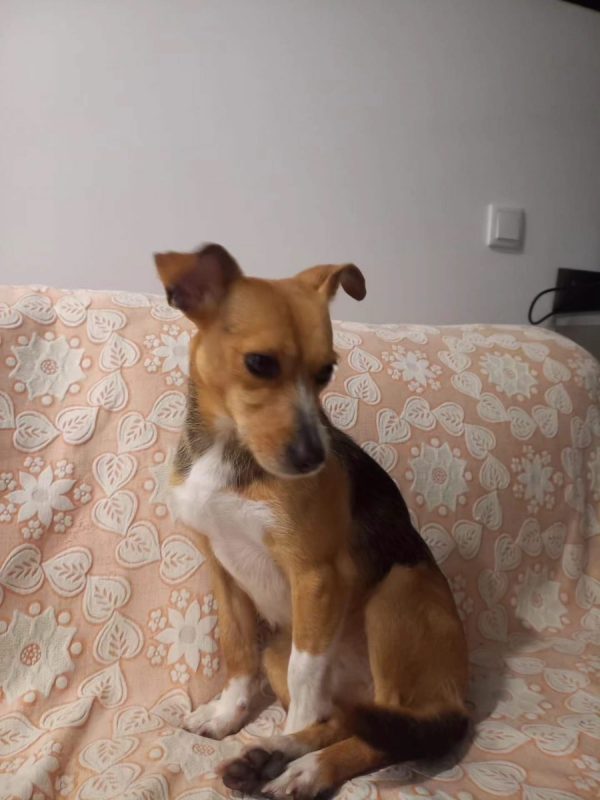 Kika - Chien à adopter - photo 2