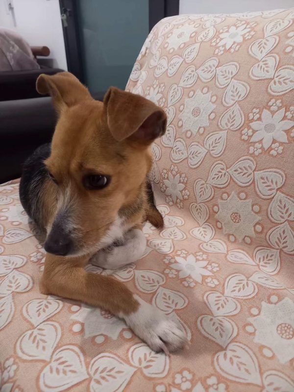 Kika - Chien à adopter - photo 4