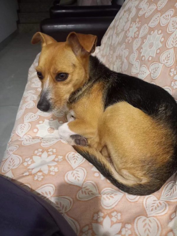 Kika - Chien à adopter