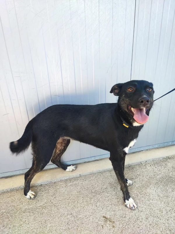 Cami - Chien à adopter - photo 3