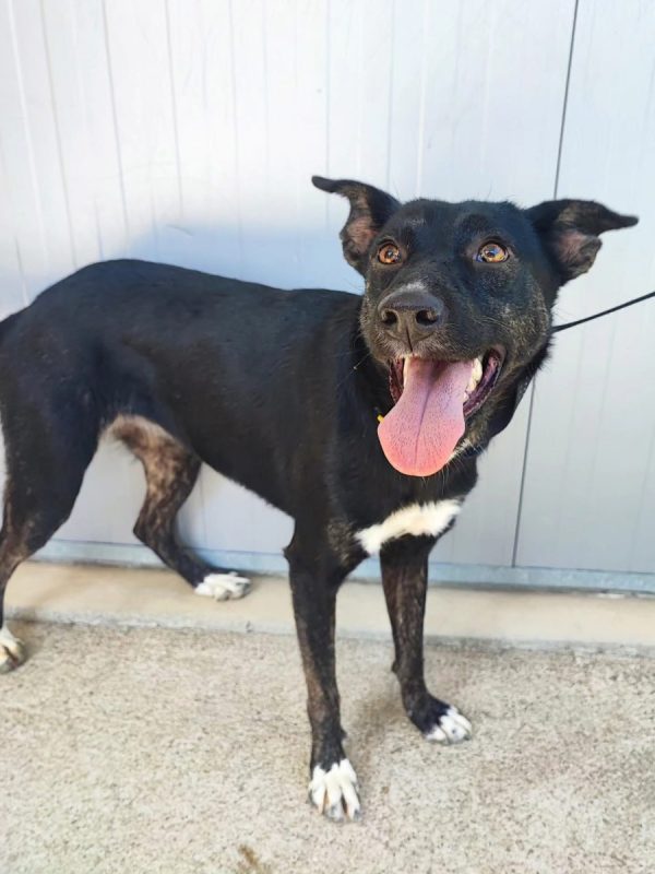 Cami - Chien à adopter