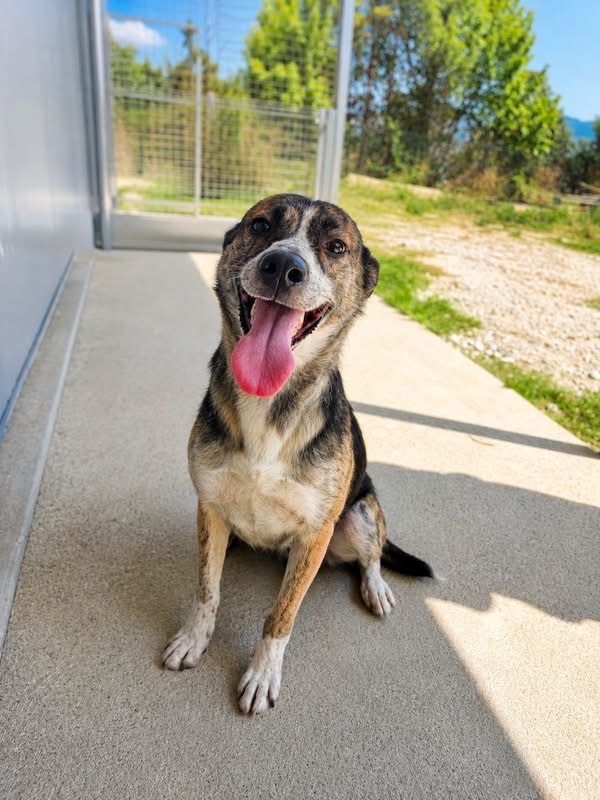 Joma - Chien à adopter