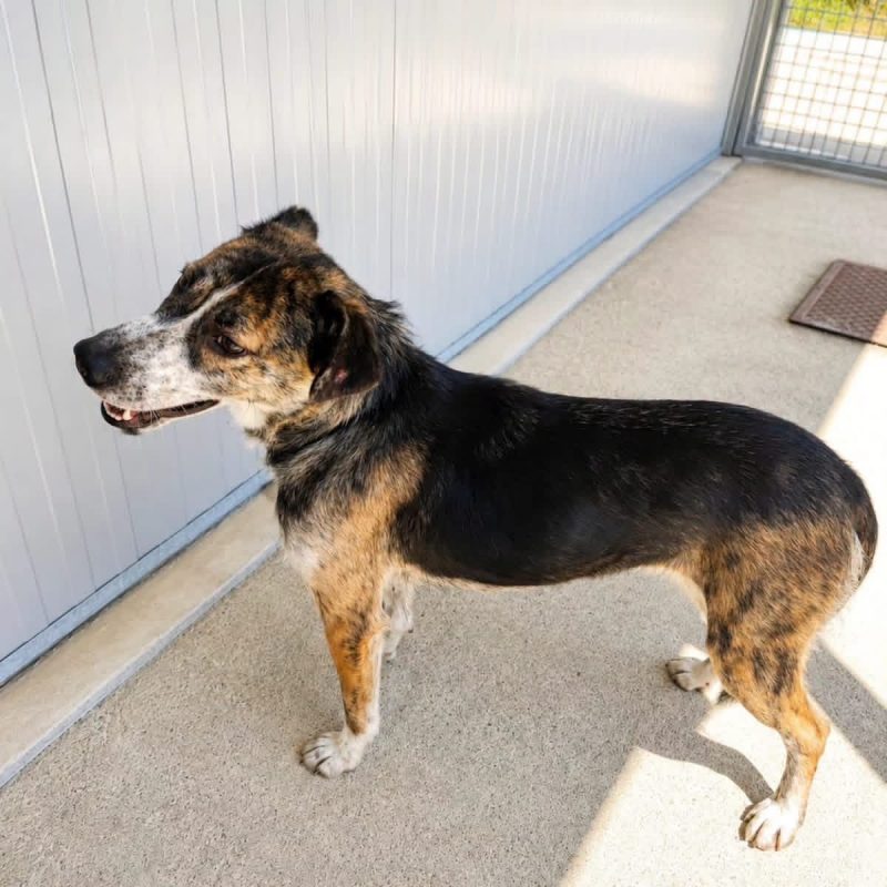 Joma - Chien à adopter - photo 2