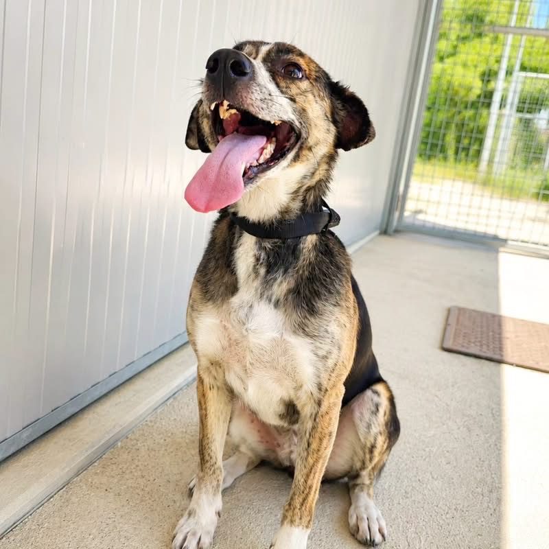 Joma - Chien à adopter - photo 3