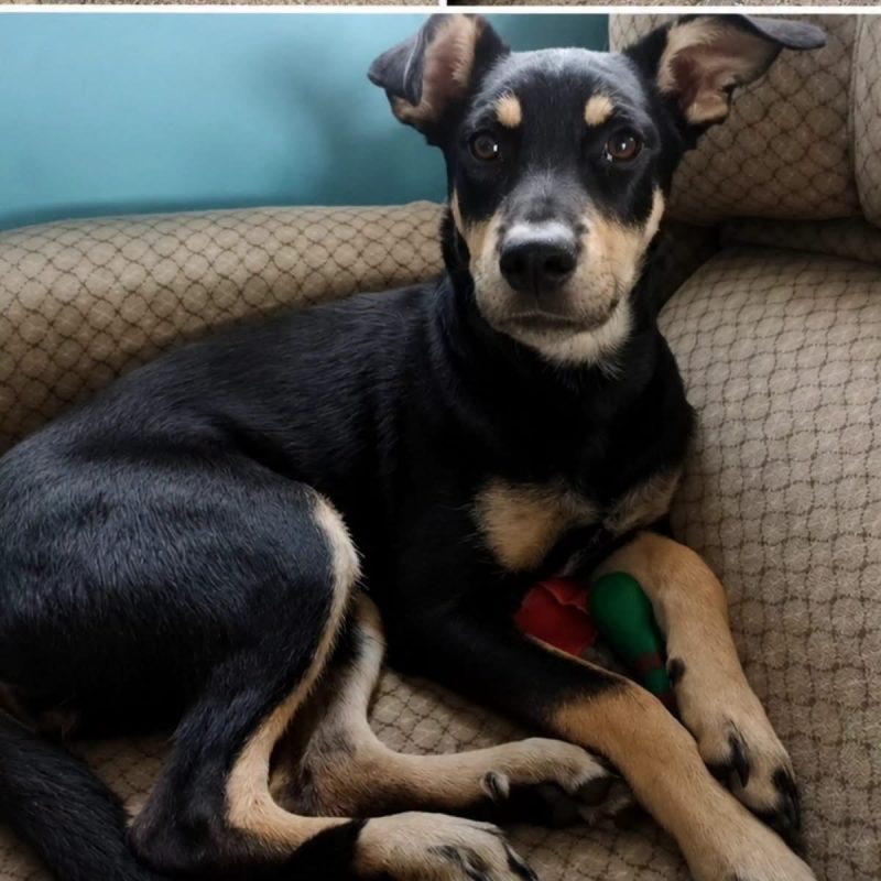 Beckie - Chien à adopter - photo 2