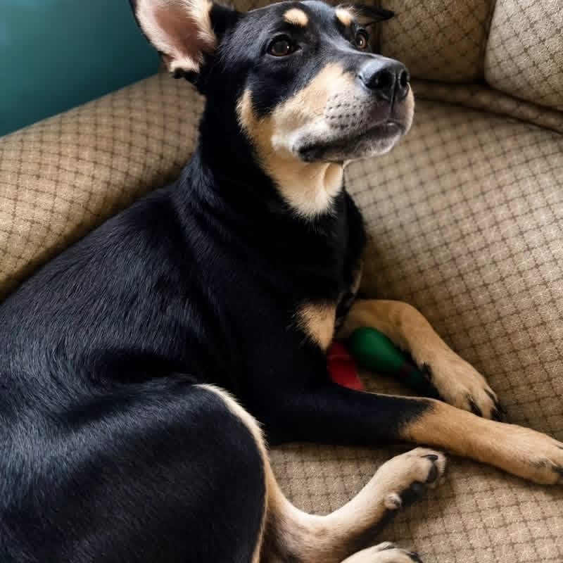 Beckie - Chien à adopter