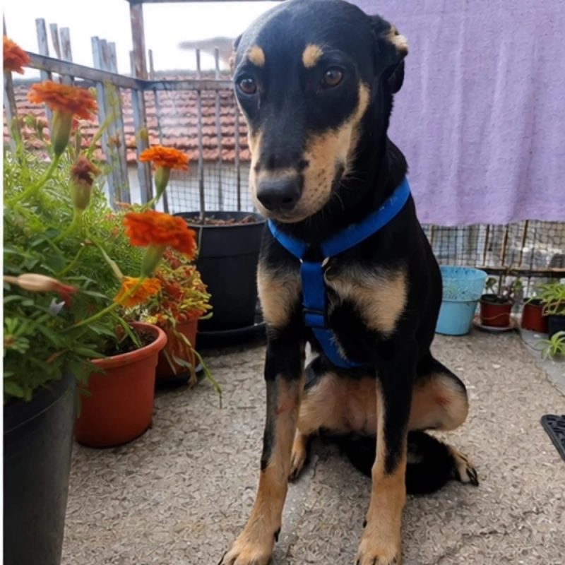 Beckie - Chien à adopter - photo 4