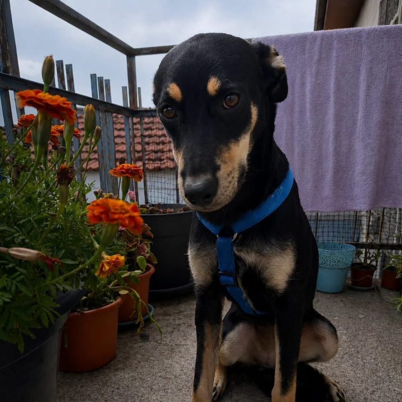 Beckie - Chien à adopter - photo 3