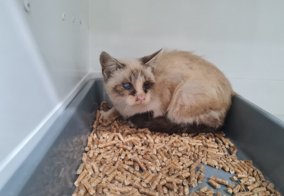 Boreale - Chat Siamois à adopter