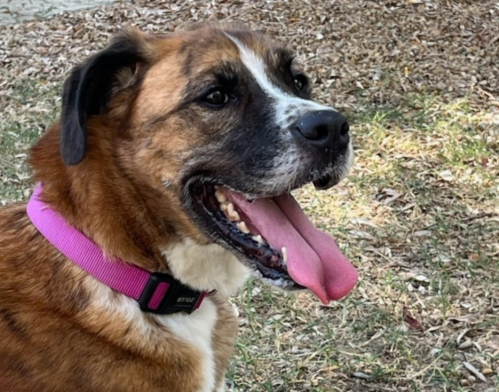 Oska - Chien Boxer à adopter