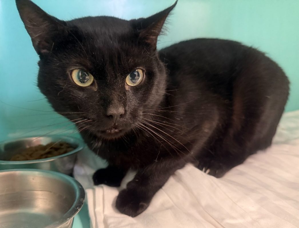 Lucifer - Chat Européen à adopter