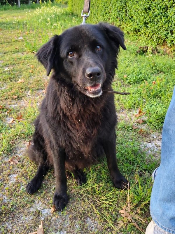 Rose - Chien à adopter