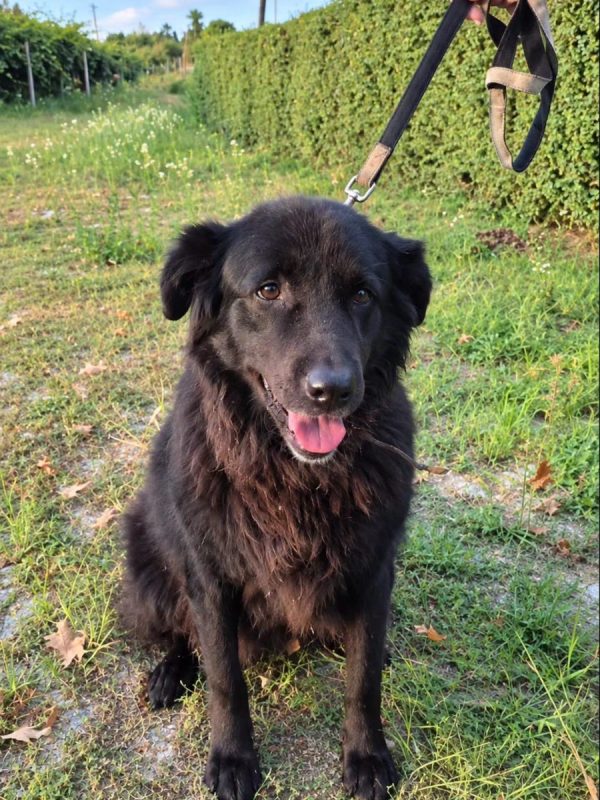 Rose - Chien à adopter - photo 2
