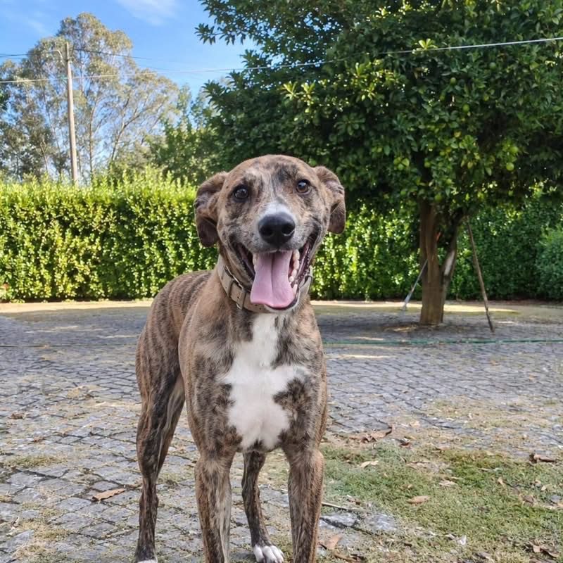 Teddy - Chien à adopter
