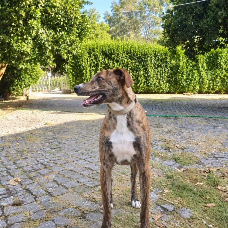 Teddy - Chien à adopter - photo 2