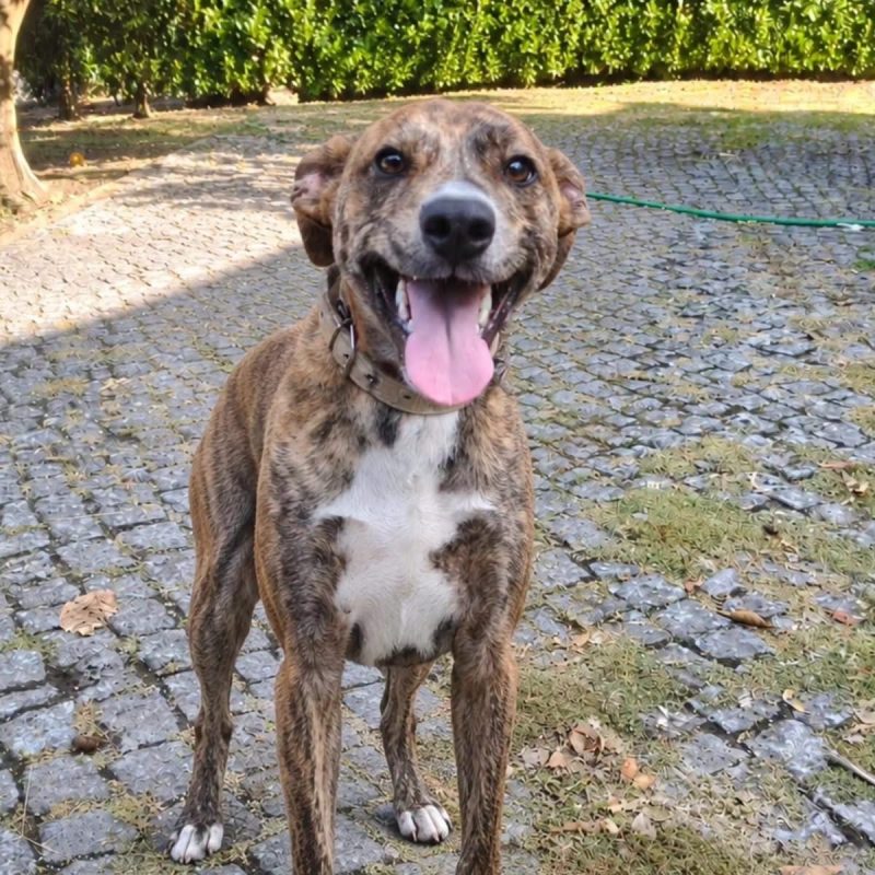 Teddy - Chien à adopter - photo 4