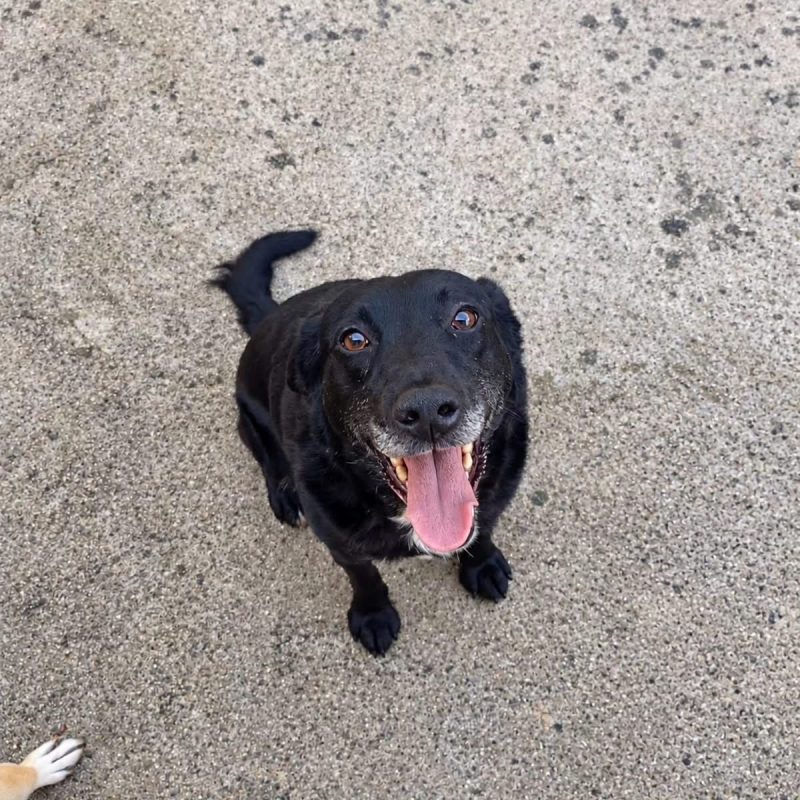 Pipa - Chien à adopter - photo 2