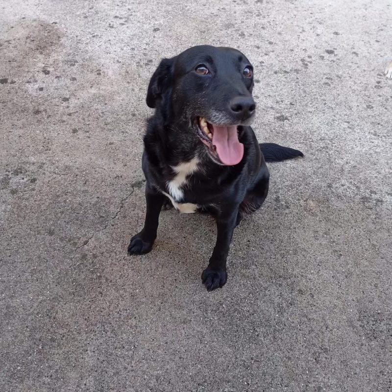 Pipa - Chien à adopter - photo 3