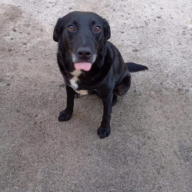 Pipa - Chien à adopter - photo 4