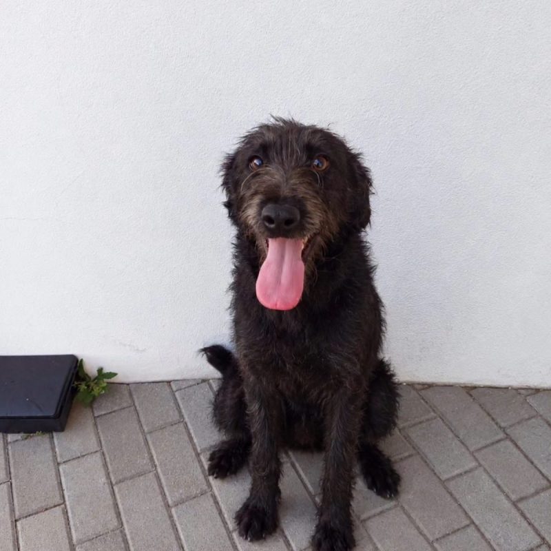 Amora - Chien à adopter