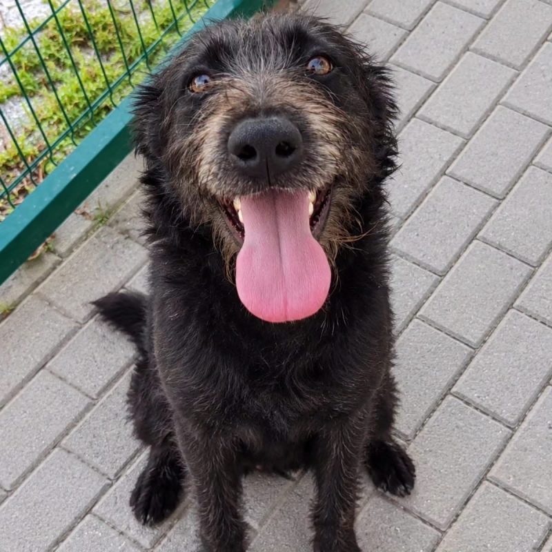 Amora - Chien à adopter - photo 3