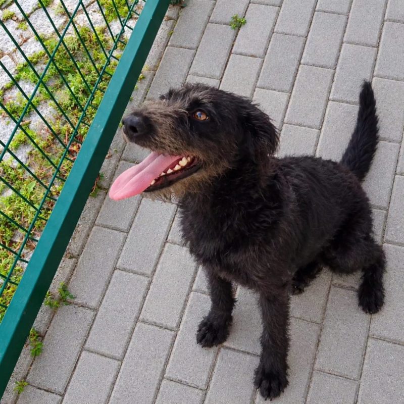 Amora - Chien à adopter - photo 4