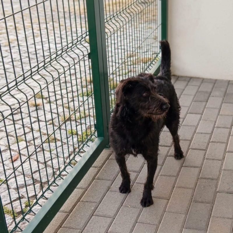 Amora - Chien à adopter - photo 2